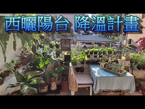 陽台西曬|西曬陽台植物指南：選擇與照顧西曬陽台的大型植物